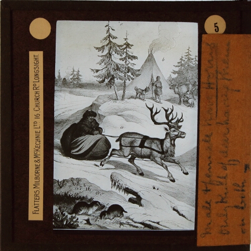 Man riding in sledge pulled by reindeer