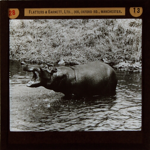 Hippopotamus, on the defence