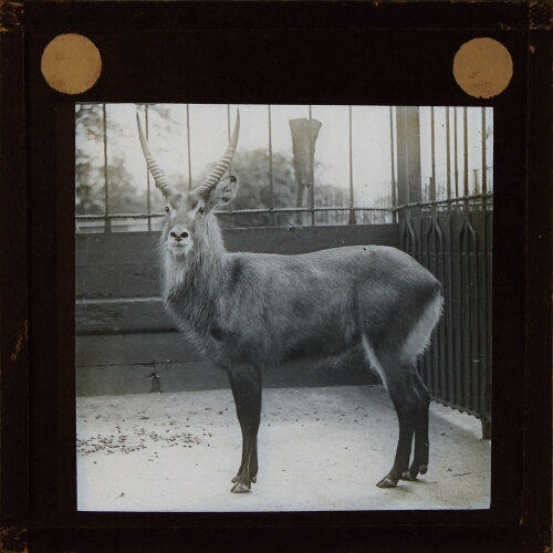 Unidentified antelope in zoo enclosure