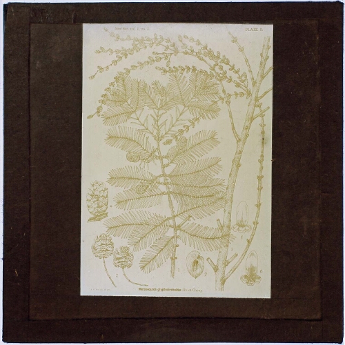 Botanical chart of Metasequoia glyptostroboides by Hu and Cheng