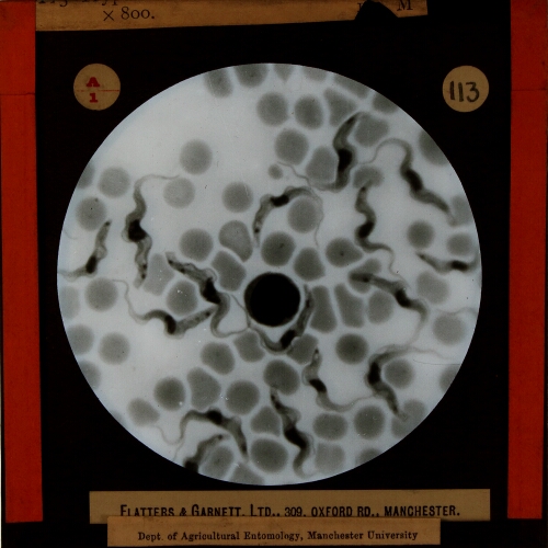 Trypanosoma Brucci (Nagana), x800
