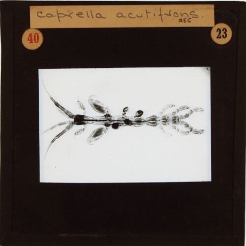 Caprella acutifrons
