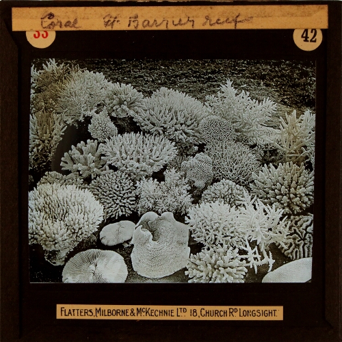 Coral from great barrier reefs