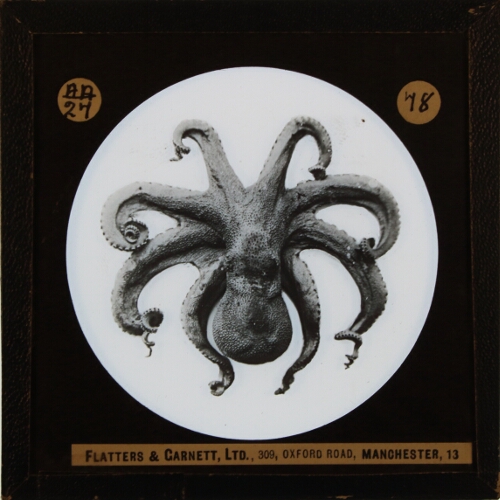 Octopus– alternative version