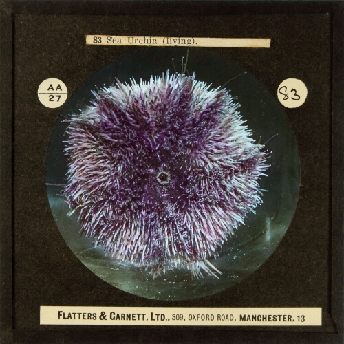 Sea Urchin (living)