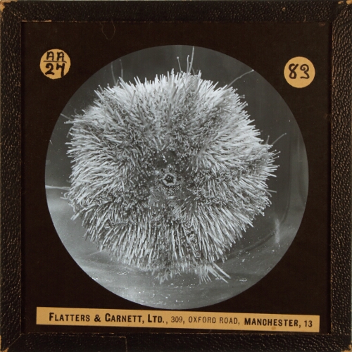 Sea Urchin (living)– alternative version