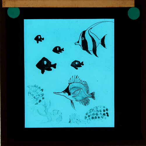 Drawing of various fish swimming