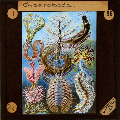 Chaetopoda