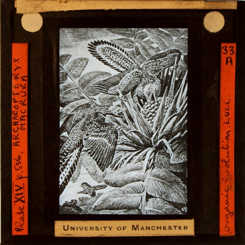 Archaeopteryx macrura
