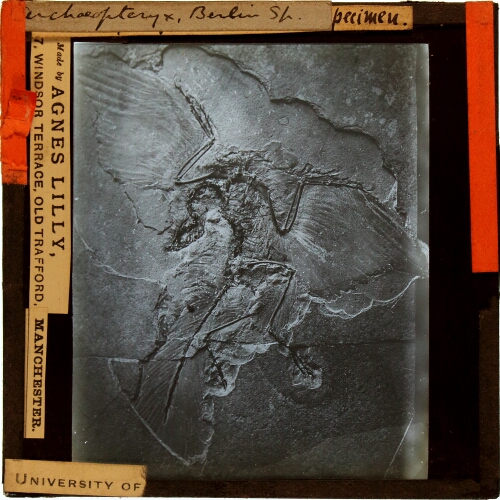 Archaeopteryx, Berlin specimen
