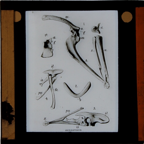 Bones of archaeopteryx