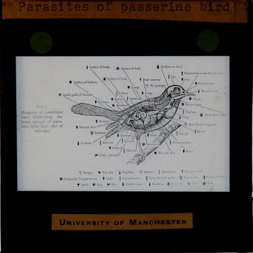 Parasites of passerine bird