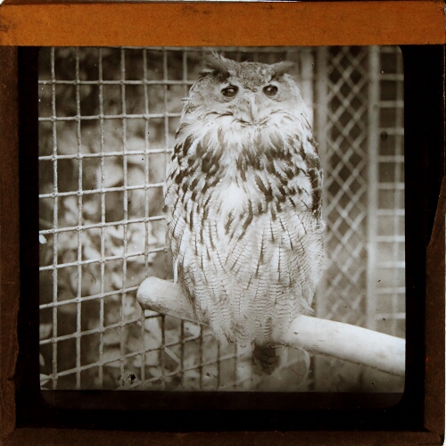 Owl standing on perch in cage