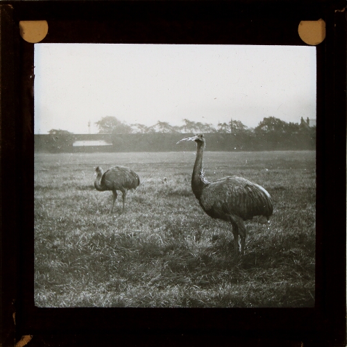 Pair of emus standing in field