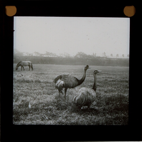 Pair of cassowaries and horse standing in field