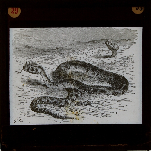 Horned vipers in the sand