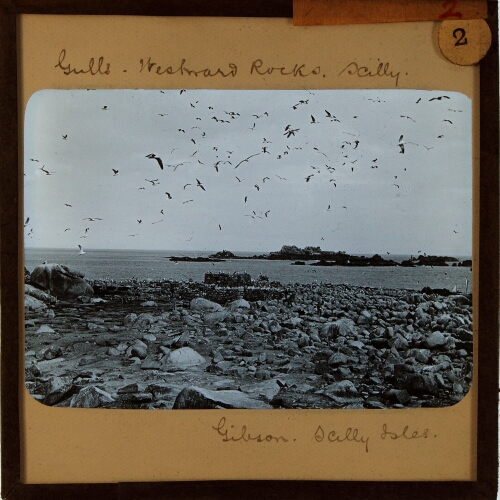 Gulls, Westward Rocks, Scilly