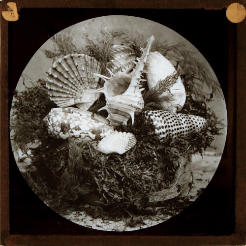 Decorative arrangement of seashells