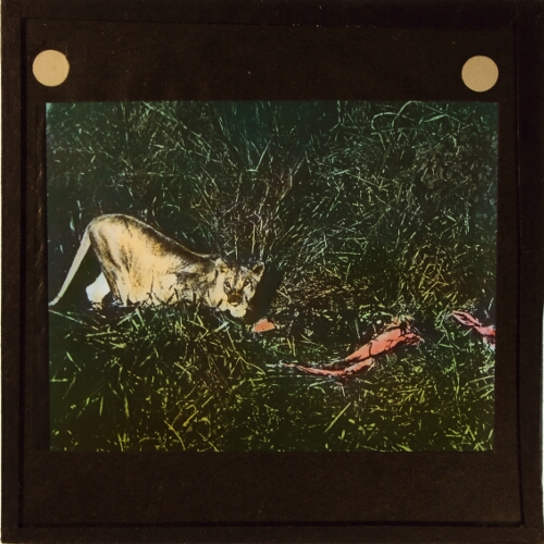 Lioness with killed animal