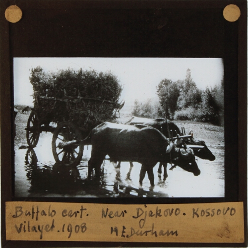 Buffalo cart. Near Djakovo, Kossovo, Vilayet, 1908