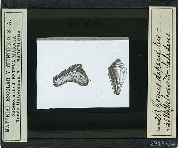 Conus deperditus - Galeoeerdo latideus
