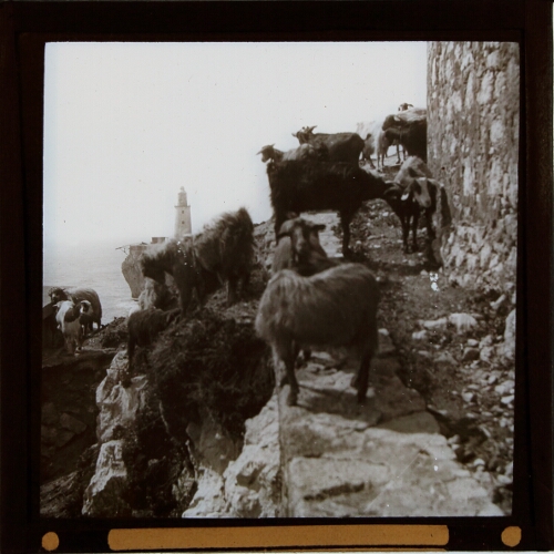 Goats on rock face, Europa Point, Gibraltar