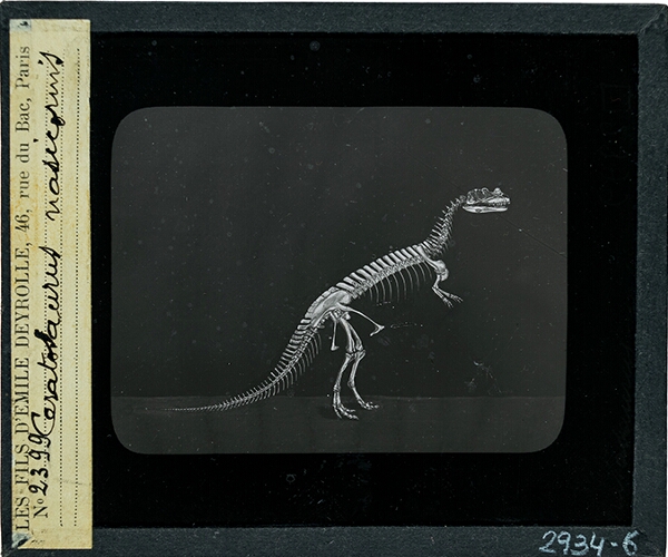 Cesatosaurus nasicornis