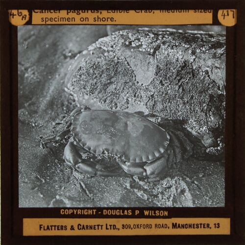 Cancer pagarus, Edible Crab, medium sized specimen on shore