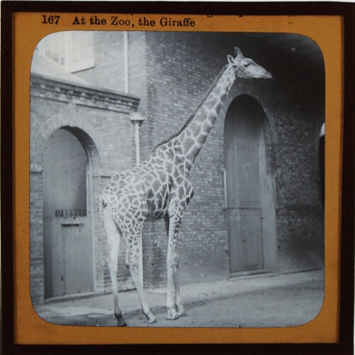 At the Zoo. The Giraffe