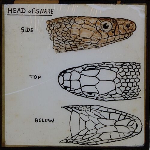 Head of snake -- side, top, below