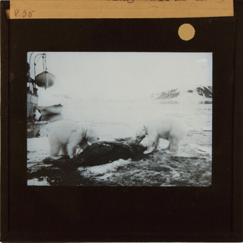 Two captive polar bears feeding on animal carcass