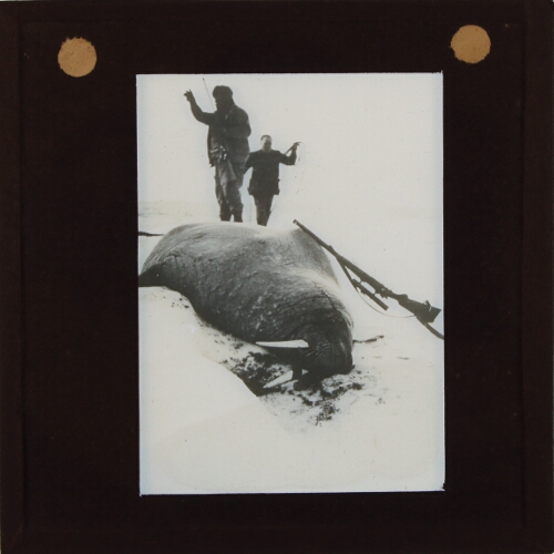 Two men with rifles and dead walrus