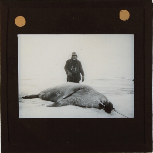 Man with rifle and dead walrus