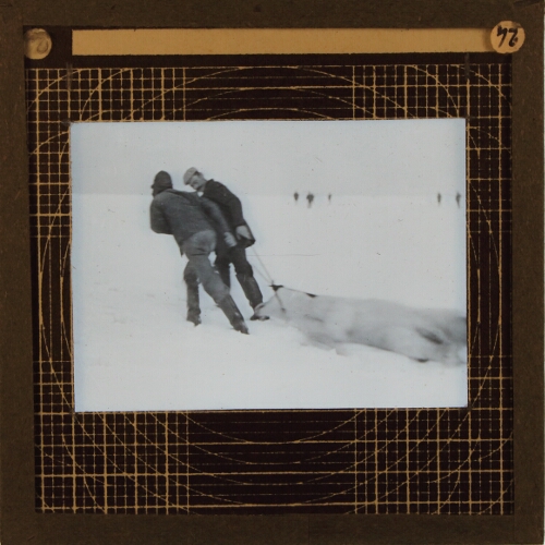Two men dragging carcass of polar bear