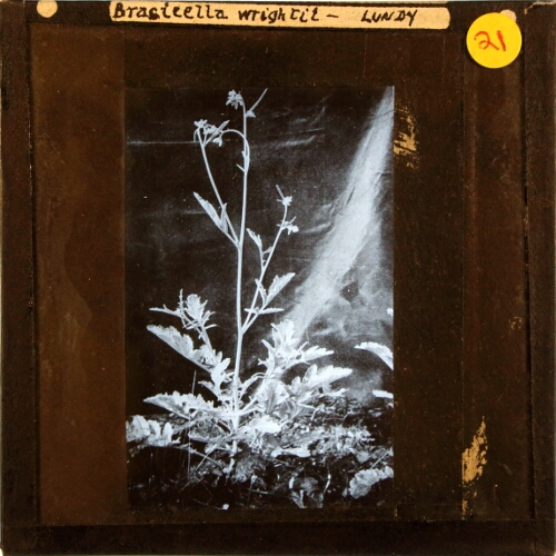 Brasicella wrightii -- Lundy