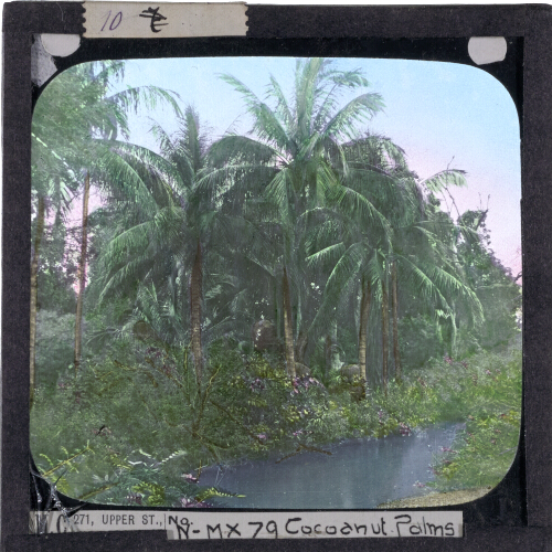 Cocoanut Palms