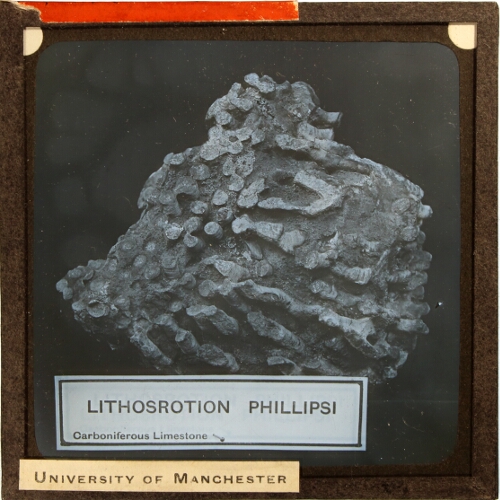 Lithosrotion phillipsi