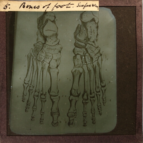 Bones of foot, surface view