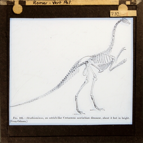 Struthiomimus, an ostrich-like Cretaceous saurischian dinosaur