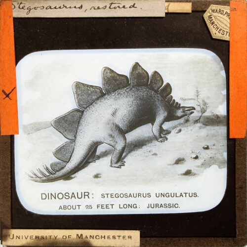 Stegosaurus, restored