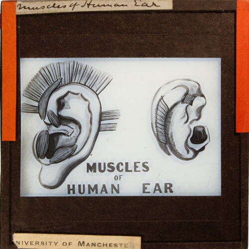 Muscles of Human Ear