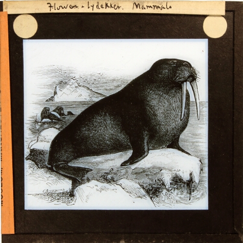 Trichecus rosmarus -- Walrus