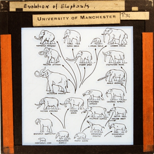 Evolution of Elephants