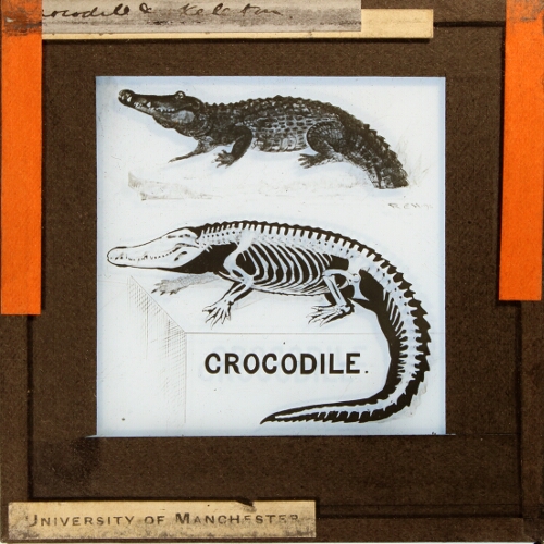 Crocodile and skeleton