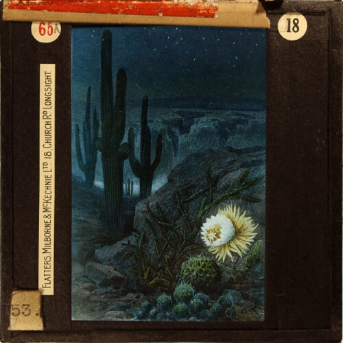 Queen of the night, cereus nycticalus