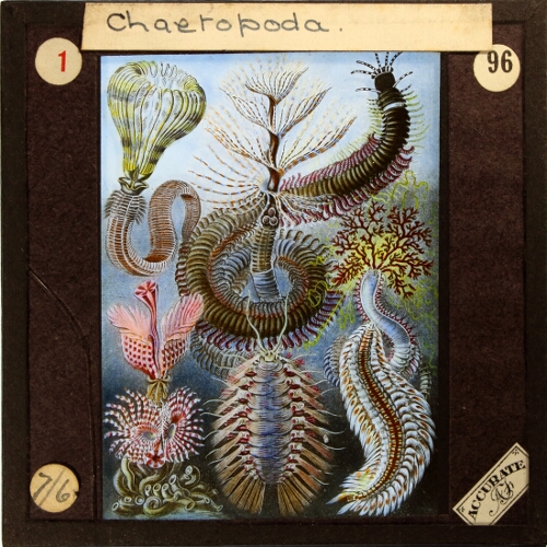 Chaetopoda
