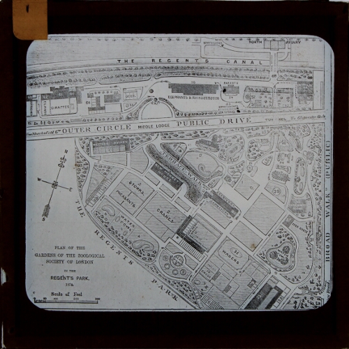 Plan of the Gardens of the Zoological Society of London