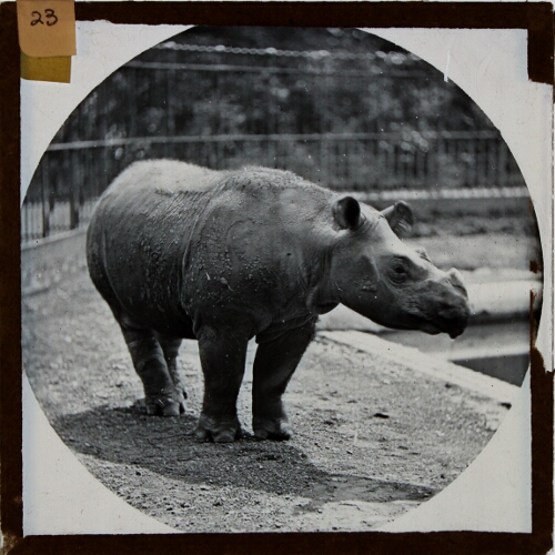 Rhinoceros in zoo enclosure