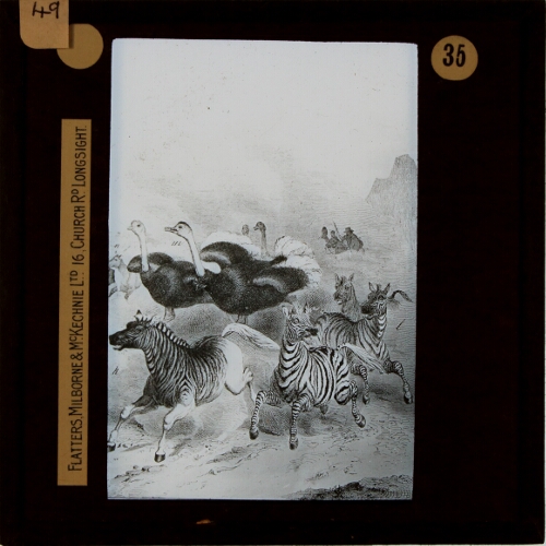 Men on horseback hunting ostriches and zebras