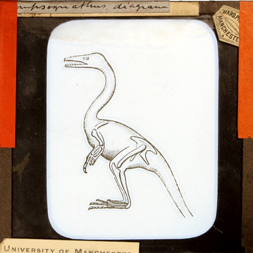 Compsognathus, diagram